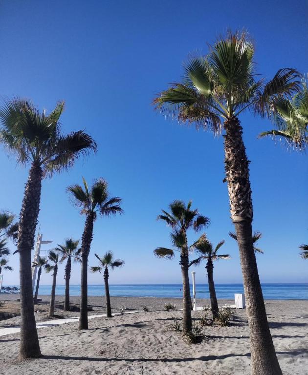 Palmbomen aan het strand van Torrox-Costa